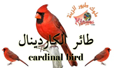معلومات عن طائر الكاردينال المغرد