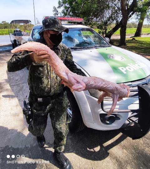 Policia Ambiental flagra abate de Jacaré em Iguape
