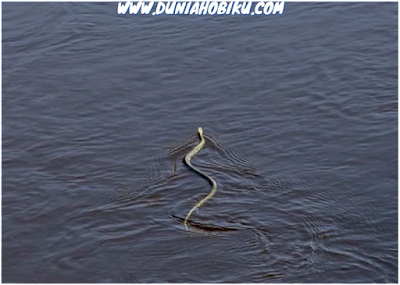ular berenang di air
