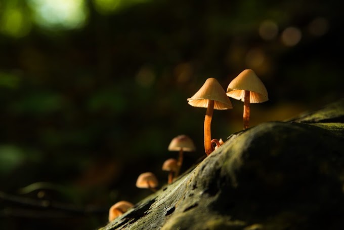 Mushroom subsidy in Gujarat | Mushroom farming | Biobritte mushroom company