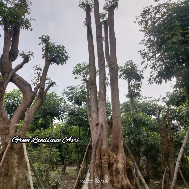 Jual Pohon Pule Taman di Nganjuk Berkualitas & Bergaransi