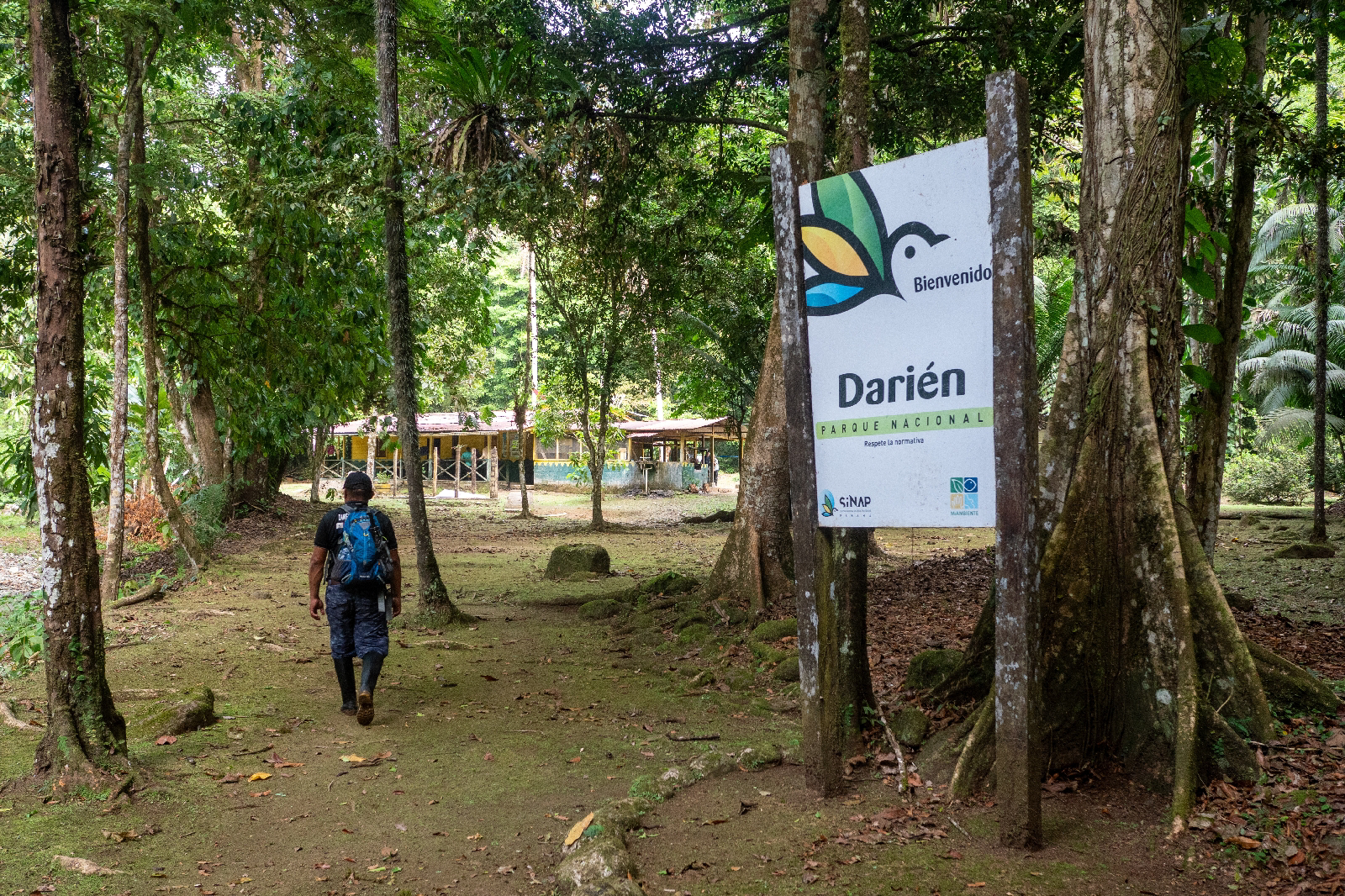 Día 6: Darién. Águila harpía II - Panamá: Tras las águilas del Darién (10)