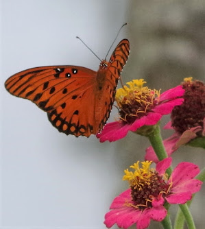 Gulf Fritillary