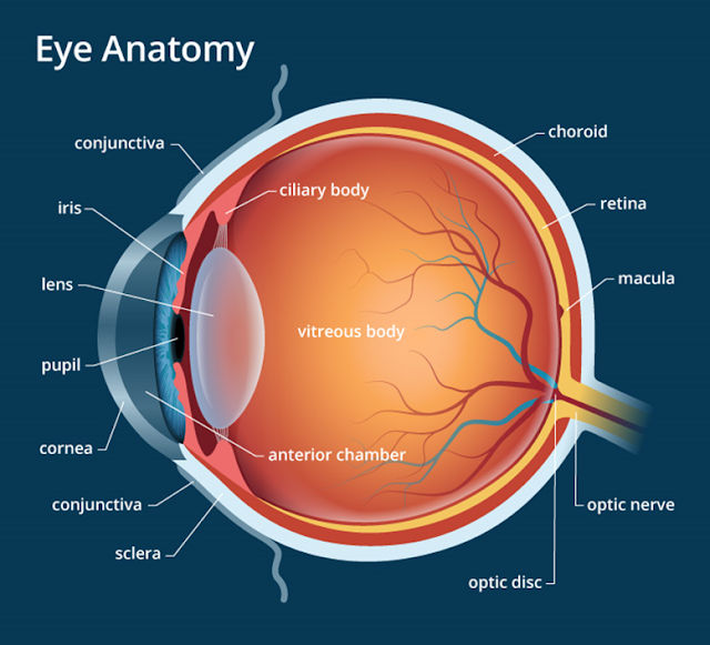 Human eye structure, organ of sight