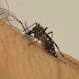 Sesab confirma mais duas morte por dengue na Bahia; Número de vítimas da doença sobe para 49
