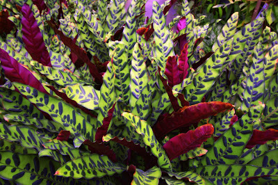 Calathea rattlesnake plant - Goeppertia insignis care