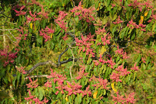 red flowering trees in Puriscal, Costa Rica