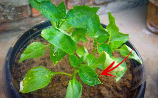Leaf-curl-on-bell-pepper-plants 