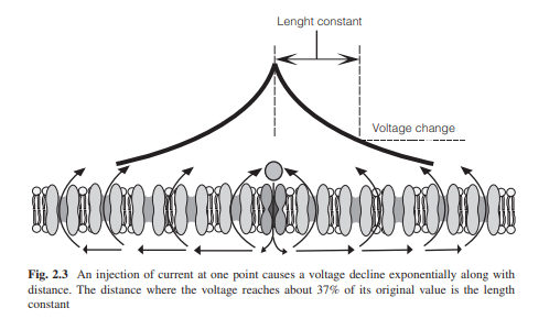 Introduction to Bioelectricity Full