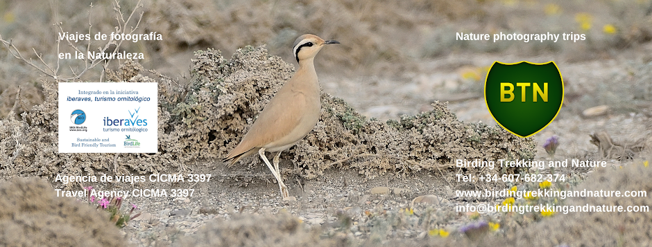 Viajes de pajareo, Spain birding trips