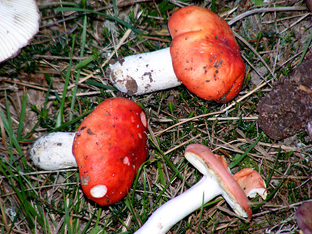 Beechwood Sickener Russula mairei, Indre et Loire, France. Photo by Loire Valley Time Travel.