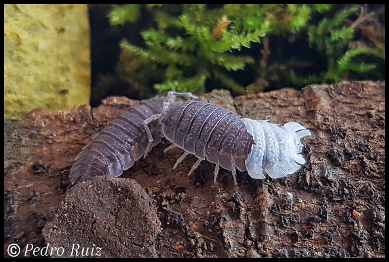 Ejemplar de Porcellio echinatus mudando la parte trasera del cuerpo