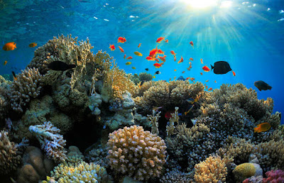 Yammine Gran Barrera de Coral