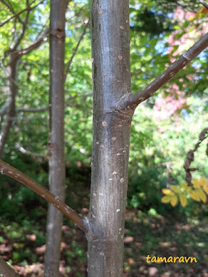 Рябина амурская / Рябина похуашаньская (Sorbus amurensis, =Sorbus pohuashanensis)