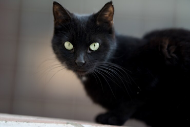 Black kitten adoption Reasons