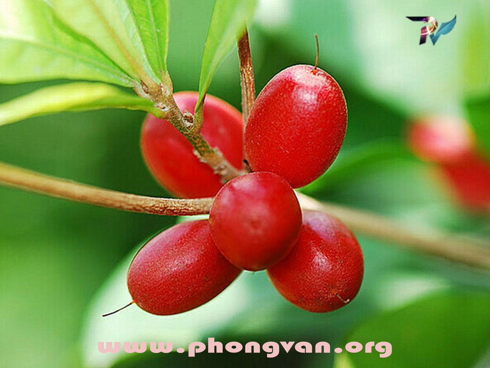 Quả Thần Kỳ: Hương Vị Diệu Kỳ Biến Đổi Cảm Giác – Từ Khoa Học Đến Trải Nghiệm 🍋➡️🍬
