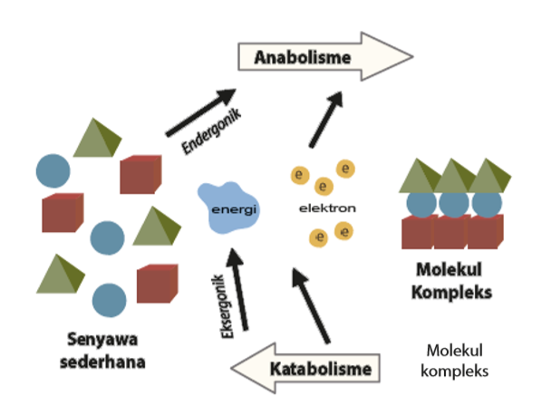 Gambar Peristiwa metabolisme, anabolisme, dan katabolisme