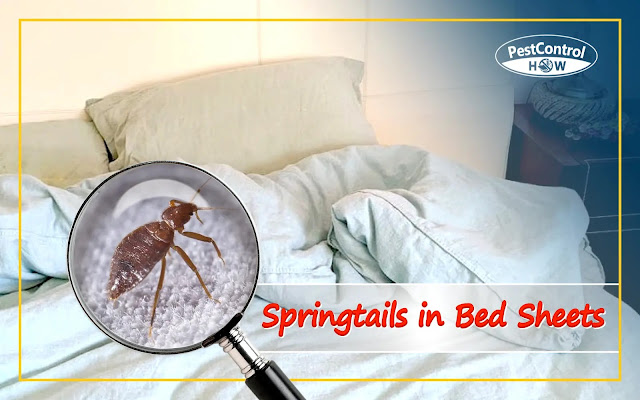 springtails-in-bed-sheets