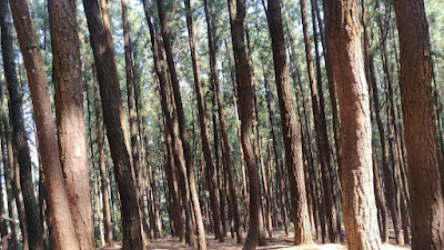 Vagamon Pine Forest