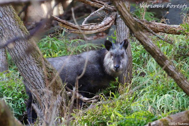 A Japanese serow