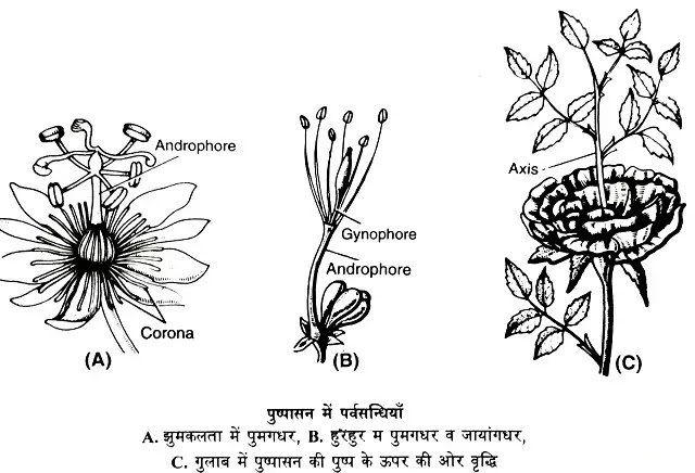 पुष्प का विकास (Development of Flower):उत्पत्ति, विकास, भाग|hindi