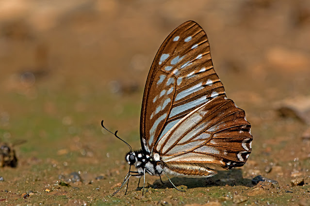 Graphium macareus