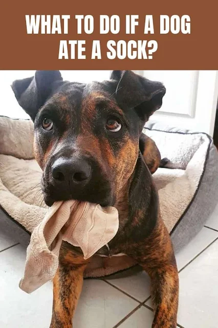 How do i know if my dog has ate a sock