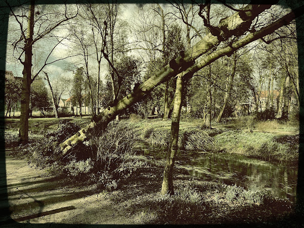 Stormschade Eunice, februari 2022, Zevenaar