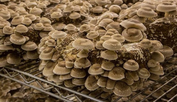 Mushroom Farming Business in Botswana | Mushroom Cultivation in Botswana | Biobritte mushrooms