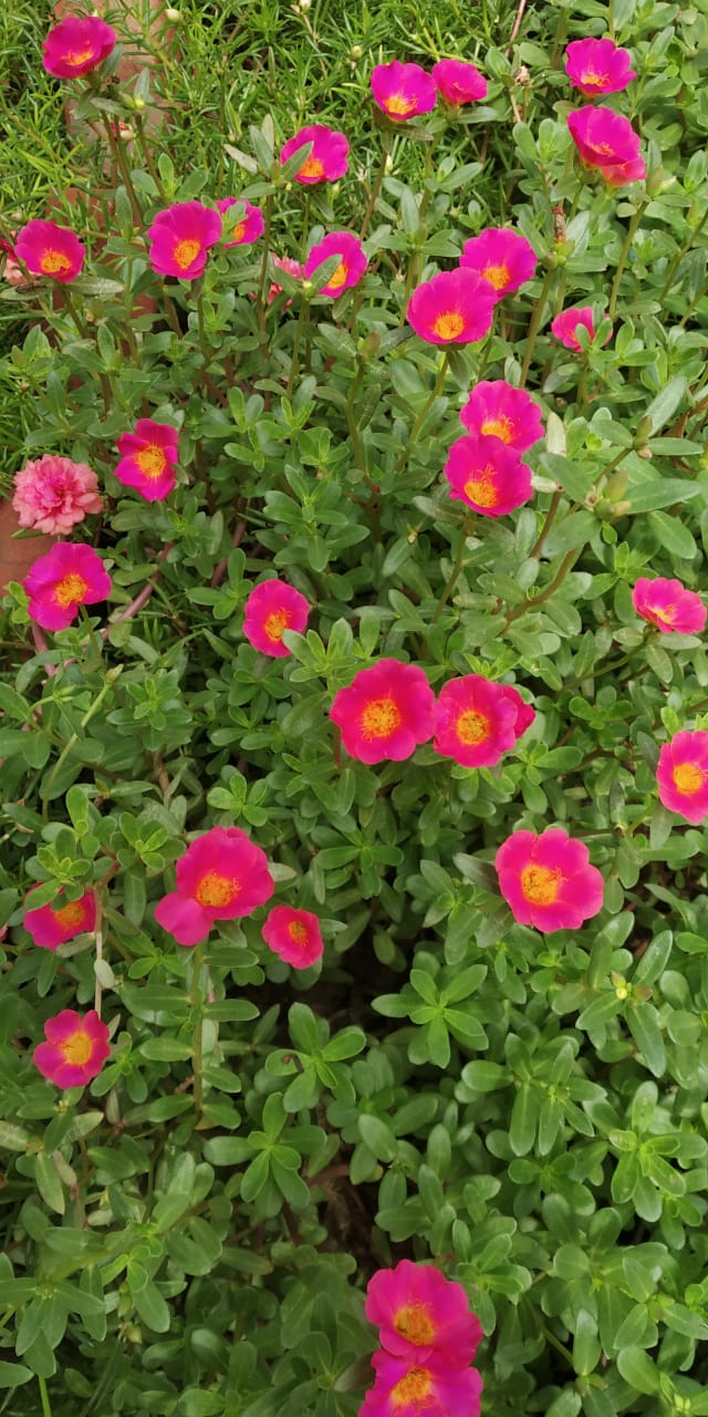 Common purslane