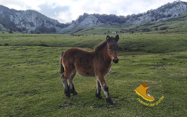 POTRO PASTANDO EN LAS CAMPAS DE ARRABA GORBEA