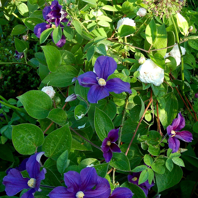 Clematis Durandii