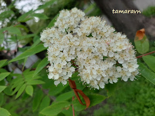 Рябина амурская / Рябина похуашаньская (Sorbus amurensis, =Sorbus pohuashanensis)