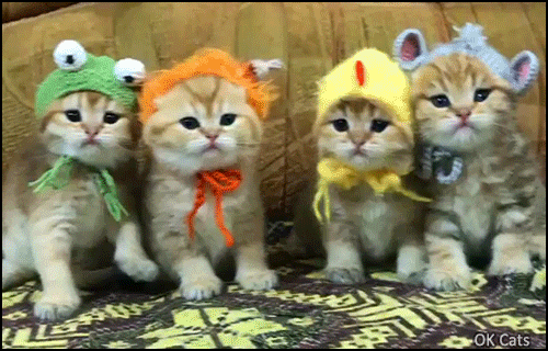 Cute Kitten GIF • 4 adorable kitties wearing their wool hats green, orange, yellow, Blue. Cuteness overload [ok-cats-gifs.com]