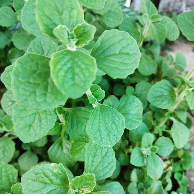 Vicks (Plectranthus tomentosa)