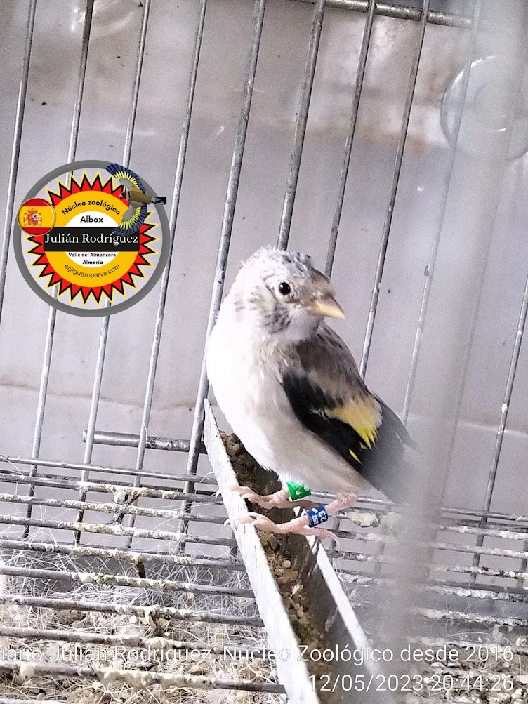 Fotos de Jilgueros Parva, Carduelis Carduelis Parva