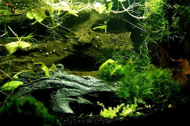 gambar tanaman air di akuarium