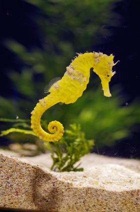 Sea Horse is among the slowest animals in the world with their beautiful fin.