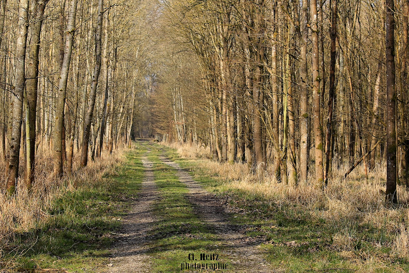 La forêt de l'Illwald