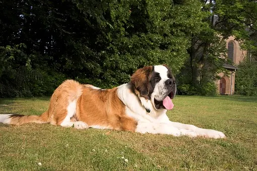 quietest-dog-breeds