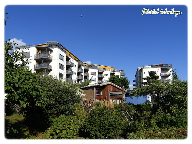 Sommerparadiset  Etterstad kolonihager i Etterstadgata 18C øverst på Vålerenga i Oslo.