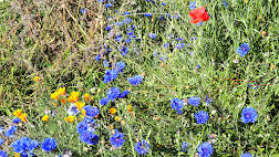 Meadow bits all over the back yard