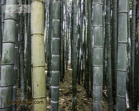 غابة ساغانو بامبو|Sagano Bamboo Forest – Kyoto, Japan