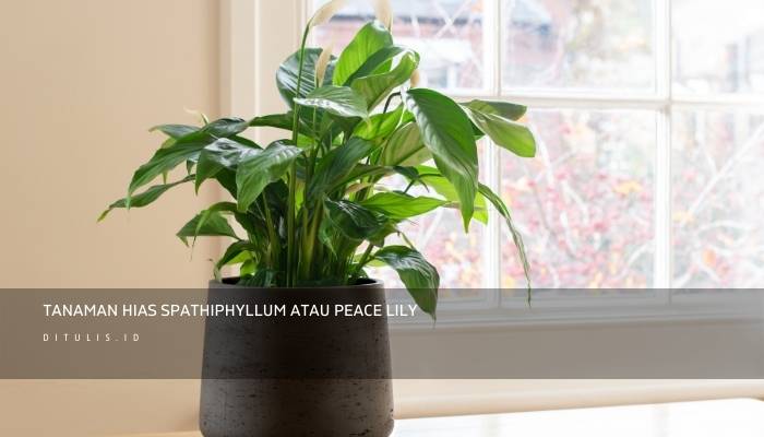 Tanaman Hias Spathiphyllum Atau Peace Lily