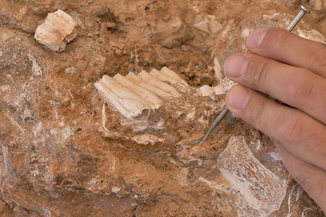 Επίπονες εργασίες ανασκαφής και ανάδειξης των απολιθωμένων ζώων