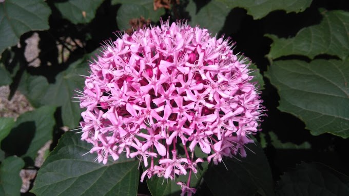 Cvijeće Klerodendrum (Glorybower; Bagflower) Simbolizira uspjeh 