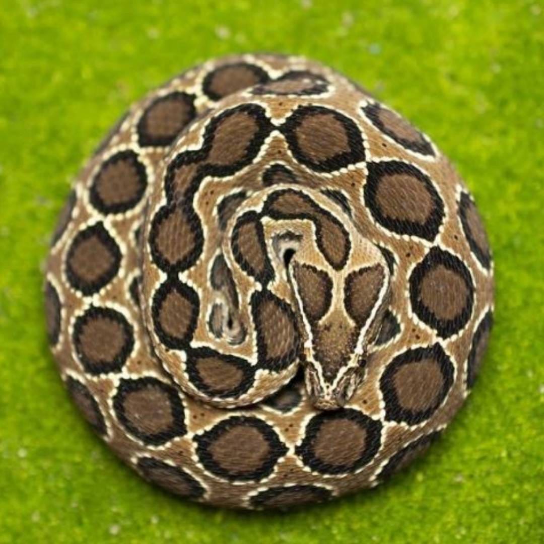 Russell's viper, Indian Russell's viper, Daboia russelii, Venomous Snake, Viperidae, Snakebite, Russell's viper Species, Geographic Range of Russell's viper , Venom of Russell's viper, Snake Behavior of Russell's viper, Snake Habitat of Russell's viper, Snakebite Treatment of Russell's viper, Russell's viper Conservation, Antivenom of Russell's viper, Snake Venom Proteins of Russell's viper, Snake Characteristics of Russell's viper, Russell's viper Hood, Snake Species, Snakebite Symptoms of Russell's viper, Wildlife of South Asia