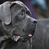 Interesting Things to Know About a Cane Corso Dog