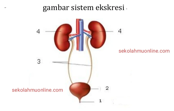 Soal Pilihan Ganda Biologi Kelas 11 Bab 9 Sistem Ekskresi lengkap dengan kunci jawaban dan pembahasannya