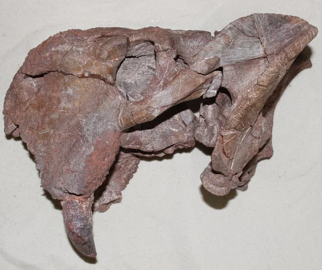 Arriba: Cráneo del dicinodonto Dolichuranus, procedente de Tanzania. El gran colmillo es visible en la parte inferior izquierda.